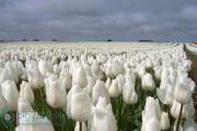 White-tulips-18-Oct