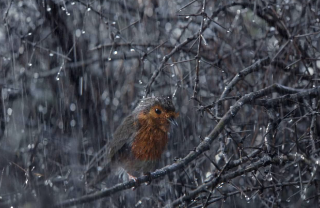 Waitrose Christmas “Coming Home”