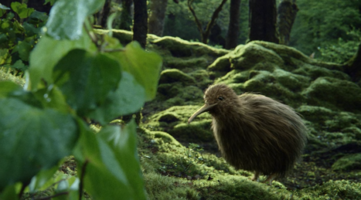 TiOra “Kiwi”